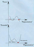 Tracé qualitatif de la force engendrant la dynamique de pigmentation et de (…)